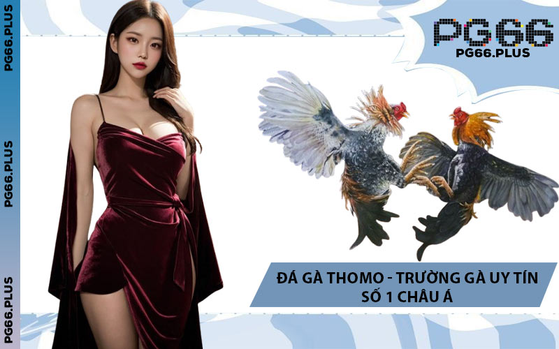 Đá Gà Thomo - Trường Gà Uy Tín Số 1 Châu Á