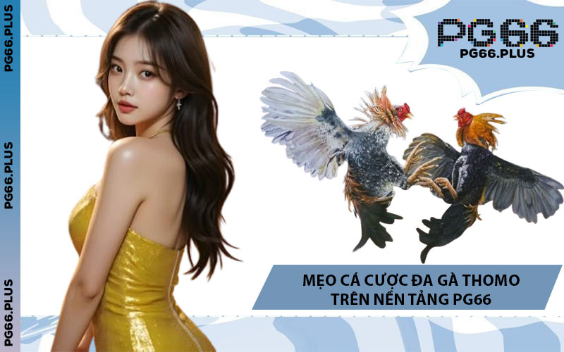 Mẹo Cá Cược Đa Gà Thomo Trên Nền Tảng PG66